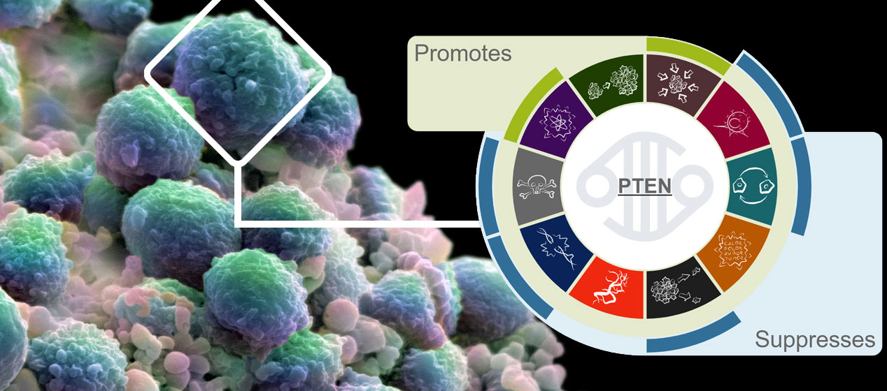 Uk science. Cancer Gene. Cosmic Cancer. Cancer Gene Census. Opentargets variant-to-Gene.