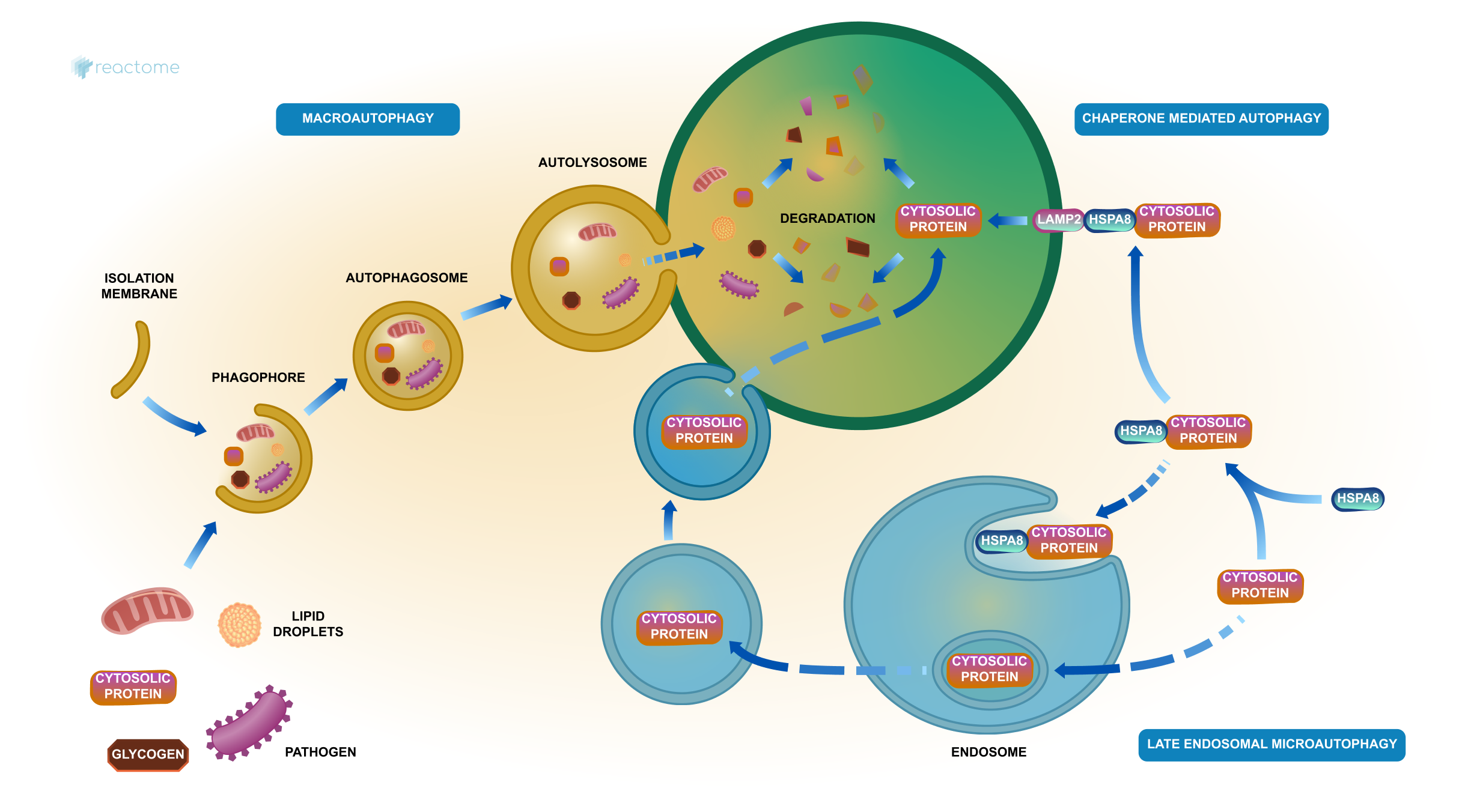 The importance of Autophagy in drug discovery