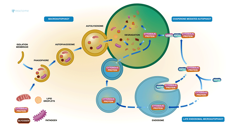 Reactome_Autophagy_Pathway_Visual