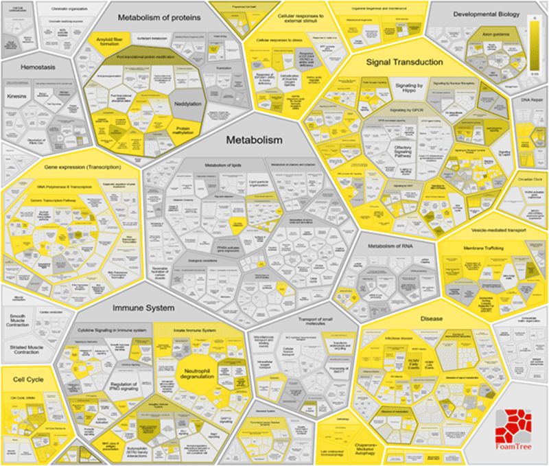 Reactome_Pathways_Foam_Tree