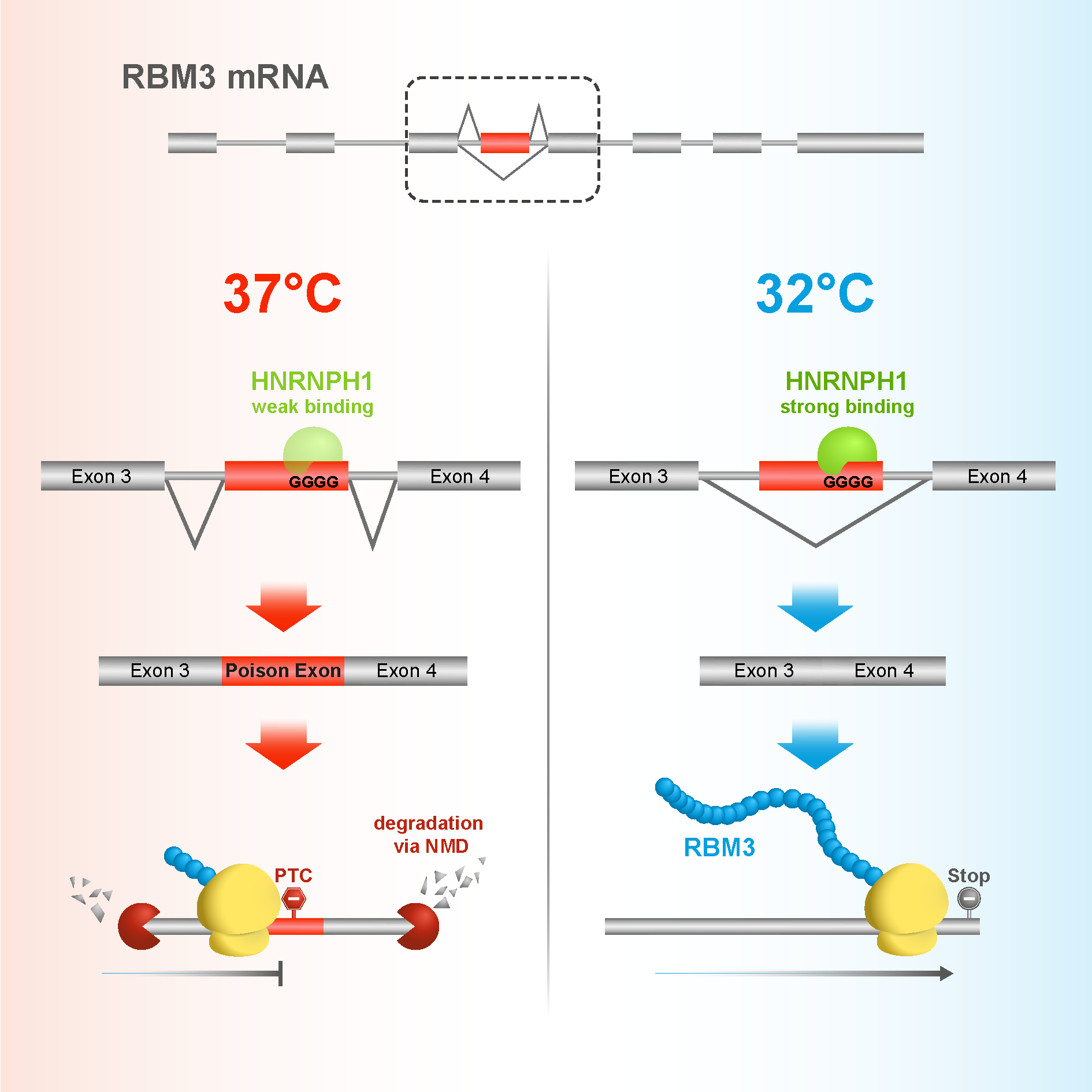 From hibernation to neurodegeneration: how a cold-resistance protein is paving the way to dementia treatments