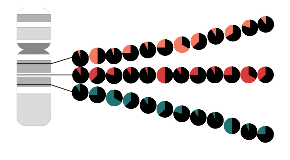 Graphic inspired by karyotype diagrams in the GWAS Catalog, in which the karyotypes are pie charts. 